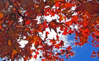 双鱼座的女人分手后的表现(双鱼座女分手前兆) 双鱼座的女人分手后的表现(双鱼座女分手前兆)