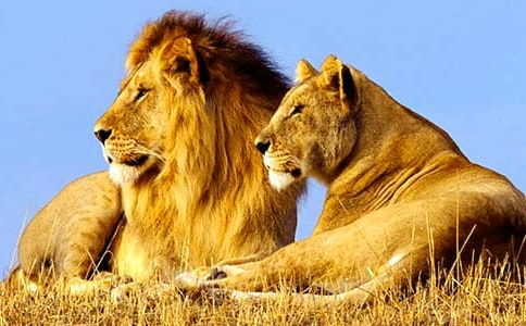 狮子男一旦跟你睡过后的表现(狮子男眼中廉价的女人) 狮子男一旦跟你睡过后的表现(狮子男眼中廉价的女人)