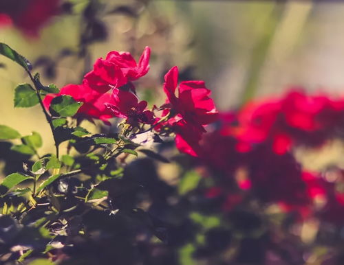 双鱼男掩饰暗恋你的表现(双鱼男暗恋你的细节) 双鱼男掩饰暗恋你的表现(双鱼男暗恋你的细节)