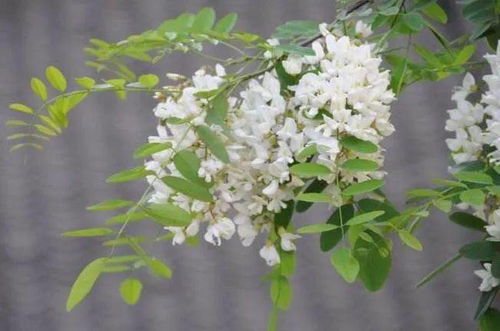 1983年12月19日是什么星座(1983年12月19日出生) 1983年12月19日是什么星座(1983年12月19日出生)