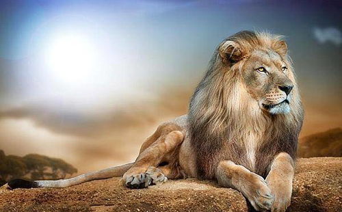 狮子女有多招男人喜欢（狮子女容易对哪种男生动心）