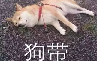 狗都不谈的星座第一名(狗都不谈恋爱表情包) 狗都不谈的星座第一名(狗都不谈恋爱表情包)