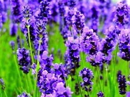 6月22日是什么星座的人(6月22是哪个星座) 6月22日是什么星座的人(6月22是哪个星座)