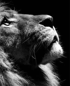 狮子女考验你三个阶段(狮子女暗示你的表现) 狮子女考验你三个阶段(狮子女暗示你的表现)