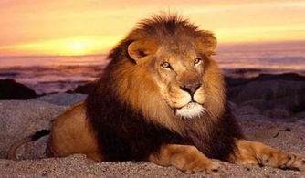 狮子女单纯还是城府深(狮子女单纯吗) 狮子女单纯还是城府深(狮子女单纯吗)