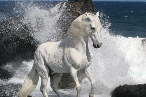 1978年属马的最佳配偶(1978年属马的最佳配偶男) 1978年属马的最佳配偶(1978年属马的最佳配偶男)