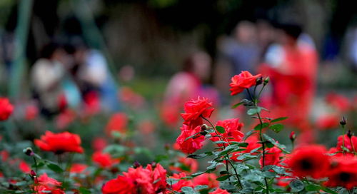 终身不分离的星座情侣（终身不分离的星座情侣有哪些）