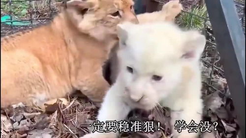 几号出生的狮子座最厉害(狮子座是几号生的) 几号出生的狮子座最厉害(狮子座是几号生的)