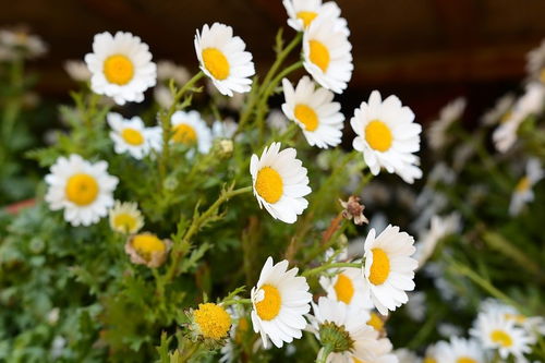 白羊座运势2022年运势详解,白羊座运势2022年运势详解女生 白羊座运势2022年运势详解,白羊座运势2022年运势详解女生