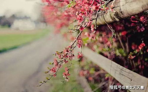 浪漫红尘中有你也有我（浪漫红尘中有你也有我什么意思）