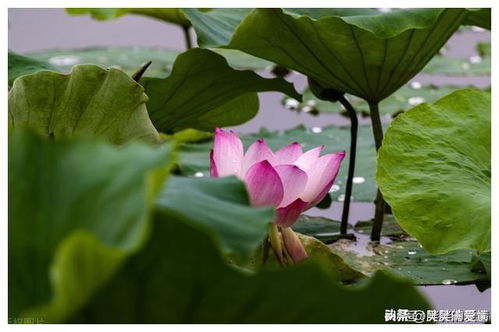 看淡一切善待自己（看淡一切善待自己的佛语）