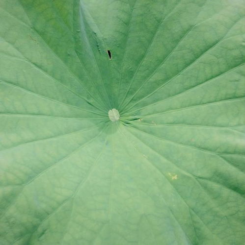 射手双子其实是绝配，射手双子的区别