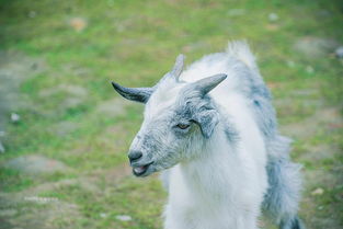 游客投喂胡萝卜 羊驼：真吃不动了