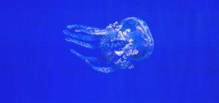 摩羯座为什么是万王之王,上帝给了摩羯八个天赋 摩羯座为什么是万王之王,上帝给了摩羯八个天赋