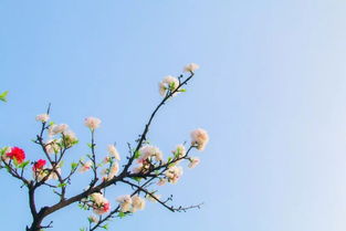 春暖花开的诗句(关于春暖花开的诗句) 春暖花开的诗句(关于春暖花开的诗句)