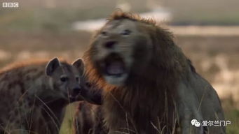 狮子女大部分都有精神病，狮子女是不是脑子有问题