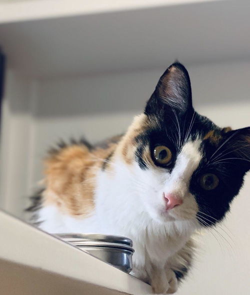 十二星座最喜欢的动物,12星座喜欢的动物是什么 十二星座最喜欢的动物,12星座喜欢的动物是什么