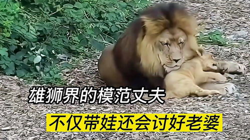 狮子男玩玩而已的表现,狮子男认定老婆的征兆 狮子男玩玩而已的表现,狮子男认定老婆的征兆