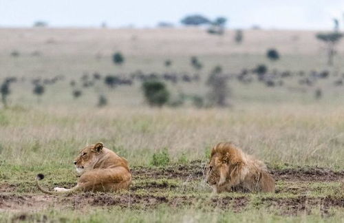 狮子男玩玩而已的表现,狮子男认定老婆的征兆 狮子男玩玩而已的表现,狮子男认定老婆的征兆