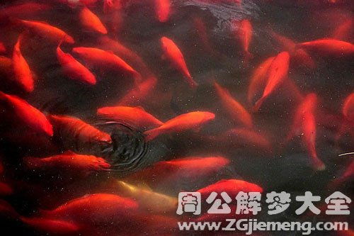 梦见红色的蛇：解密梦境，梦见红色的蛇，隐藏着怎样的潜意识密码？
