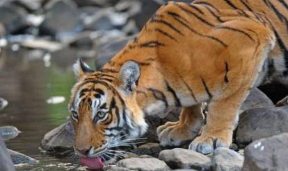 属虎的年份表及年龄:属虎年份表及年龄对照(1946-2028)精准定位你的生肖年份与年龄 属虎的年份表及年龄:属虎年份表及年龄对照(1946-2028)精准定位你的生肖年份与年龄