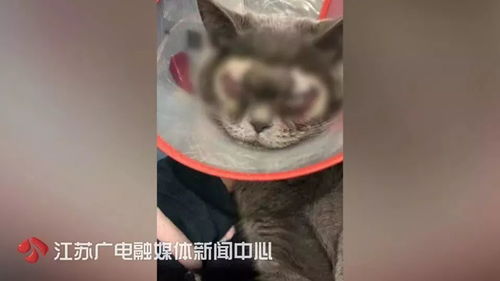 梦见猫缠着我是什么预兆：梦见猫缠着我，潜意识中的情感与预兆解析