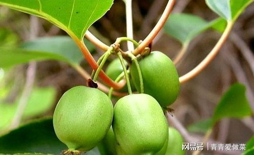 梦见枣子树上结很多枣子：梦中的枣子树