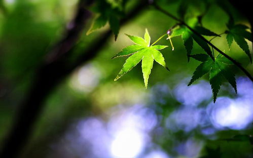 遇错了人给错了爱原唱(遇错了人给错了爱原唱动态普) 遇错了人给错了爱原唱(遇错了人给错了爱原唱动态普)