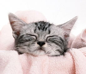 周公解梦梦见猫拉屎：周公解梦，梦见猫拉屎，预示着什么？