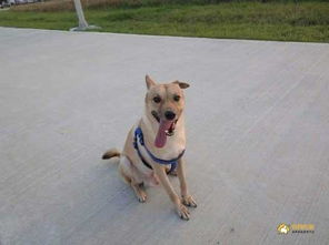 梦见小狗狗一直粘着我:梦里有个小尾巴,一直缠着我 梦见小狗狗一直粘着我:梦里有个小尾巴,一直缠着我