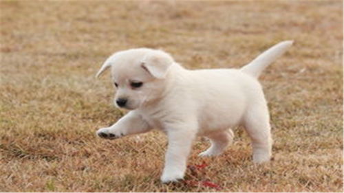 梦见小狗狗一直粘着我:梦里有个小尾巴,一直缠着我 梦见小狗狗一直粘着我:梦里有个小尾巴,一直缠着我