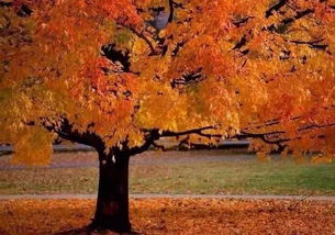 歌曲《落叶》原唱(落叶原唱完整版) 歌曲《落叶》原唱(落叶原唱完整版)