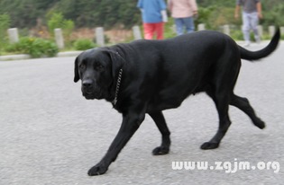 孕妇梦见被黑狗咬：孕妇梦见被黑狗咬—解密梦境背后的隐喻与启示