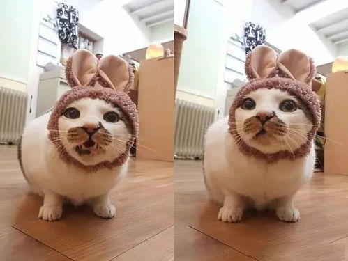 已婚女人梦见很多猫：梦里猫成群，已婚女性的内心世界