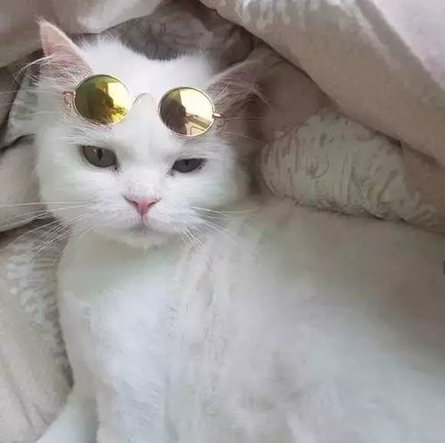 已婚女人梦见很多猫：梦里猫成群，已婚女性的内心世界
