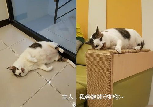 孕妇梦见猫缠着自己甩不掉：孕期奇梦解析，为何梦见猫缠着自己甩不掉？