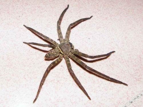 梦见蜘蛛爬身上是什么预兆:解密梦境,梦见蜘蛛爬身的神秘预兆与解析 梦见蜘蛛爬身上是什么预兆:解密梦境,梦见蜘蛛爬身的神秘预兆与解析