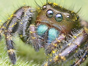 梦见蜘蛛爬身上是什么预兆:解密梦境,梦见蜘蛛爬身的神秘预兆与解析 梦见蜘蛛爬身上是什么预兆:解密梦境,梦见蜘蛛爬身的神秘预兆与解析