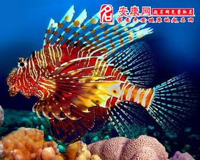 梦见鱼 周公：周公解梦，梦见鱼的奥秘