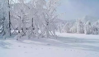 梦见下雪地上全是雪：雪落无声，一场覆盖心灵的梦境
