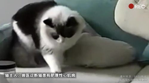 梦见把猫打死了是什么预兆:梦见把猫打死了是什么预兆?传统文化与现代心理的双重解读 梦见把猫打死了是什么预兆:梦见把猫打死了是什么预兆?传统文化与现代心理的双重解读