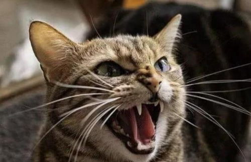 梦见把猫打死了是什么预兆:梦见把猫打死了是什么预兆?传统文化与现代心理的双重解读 梦见把猫打死了是什么预兆:梦见把猫打死了是什么预兆?传统文化与现代心理的双重解读