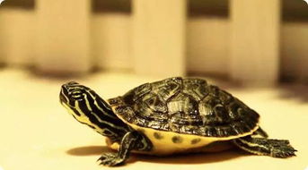 梦见自己抓乌龟：梦里抓乌龟，一场与慢生活的不期而遇