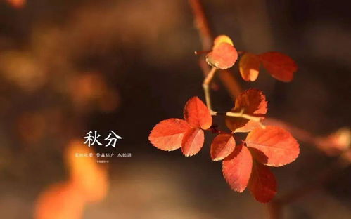 农历9月2日是什么日子：农历9月2日，寒露至，秋意浓—传统节气与民俗文化探析