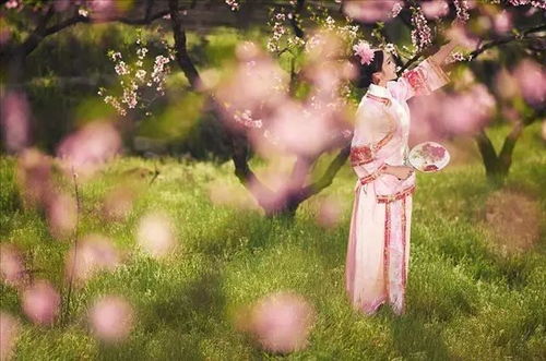 明月几时有(明月几时有歌曲 王菲) 明月几时有(明月几时有歌曲 王菲)