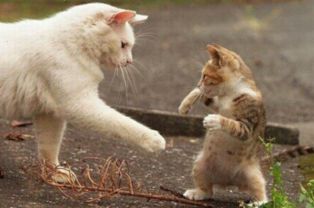 梦见猫和狗:梦里遇见猫和狗,解密潜意识的奇妙信号 梦见猫和狗:梦里遇见猫和狗,解密潜意识的奇妙信号