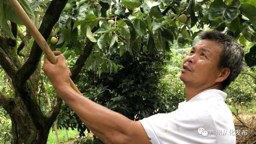 女人梦见从树上摘柿子:我昨夜梦见自己攀上一棵老树,摘柿子。那柿树生在荒郊野外,枝干虬曲,却结着红彤彤的果实,远远望去,便知是熟透了的 女人梦见从树上摘柿子:我昨夜梦见自己攀上一棵老树,摘柿子。那柿树生在荒郊野外,枝干虬曲,却结着红彤彤的果实,远远望去,便知是熟透了的