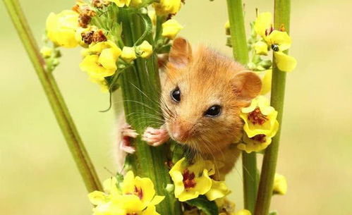 属鼠2024年有大喜缠身:属鼠2024年有大喜缠身,天机尽在这一篇! 属鼠2024年有大喜缠身:属鼠2024年有大喜缠身,天机尽在这一篇!