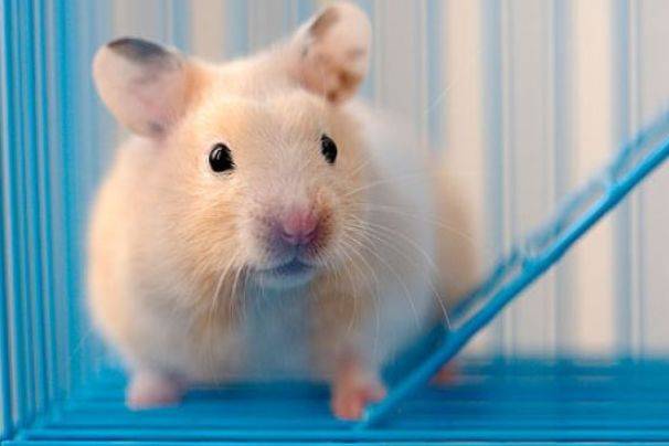 属鼠2024年有大喜缠身:属鼠2024年有大喜缠身,天机尽在这一篇! 属鼠2024年有大喜缠身:属鼠2024年有大喜缠身,天机尽在这一篇!