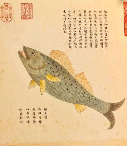 梦见鱼是什么征兆：梦见鱼是什么征兆？从心理学与传统文化解读你的潜意识信号